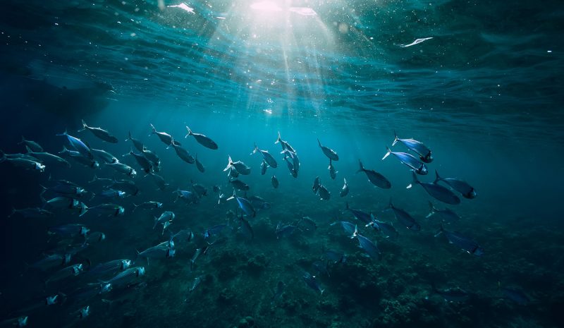 Cómo se consigue liderar el sector de la transformación en los alimentos: caso Grupo Calvo