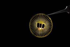 Mark Stone/University of Washington