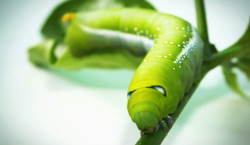 IA y ciberseguridad: ¿Qué es el gusano Morris II?